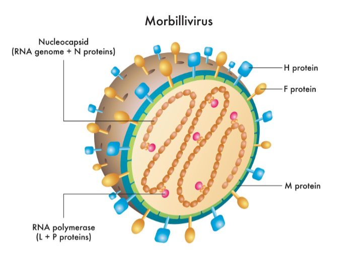 Struktur-Anatomi-Virus-Nipah Struktur anatomi virus Nipah (Henipavirus) yang menunjukkan protein permukaan penyebaran infeksi.